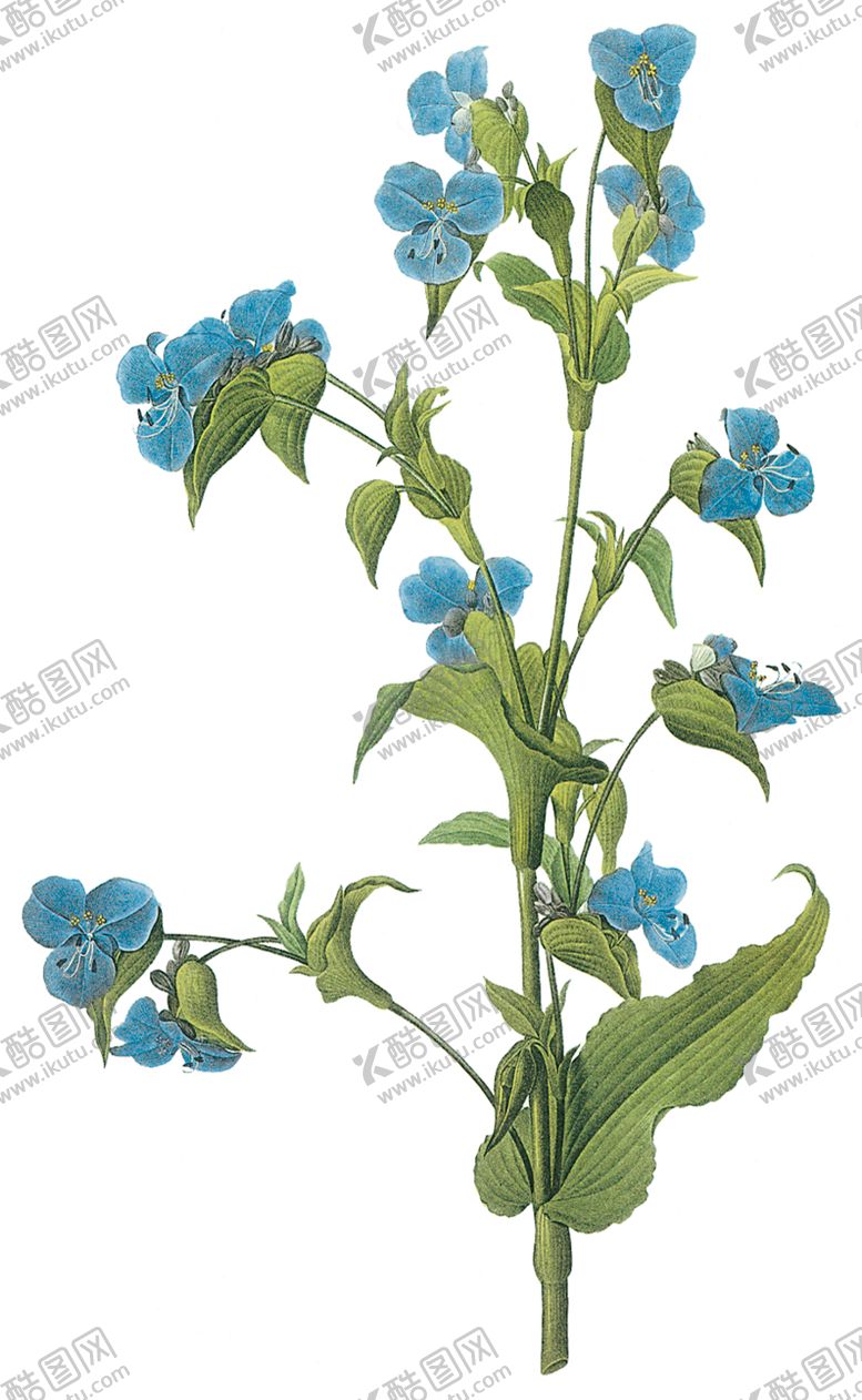 编号：33238110170257522043【酷图网】源文件下载-植物花卉油画装饰画