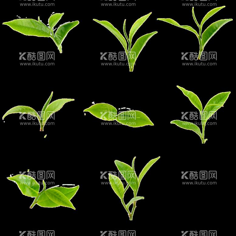 编号：84305610090944313104【酷图网】源文件下载-茶叶