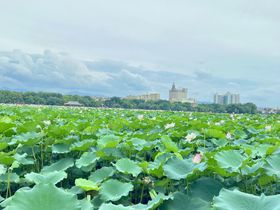 编号：10465309240644462853【酷图网】源文件下载-夏日荷花