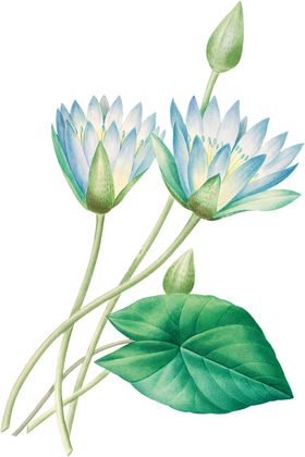 手绘花草