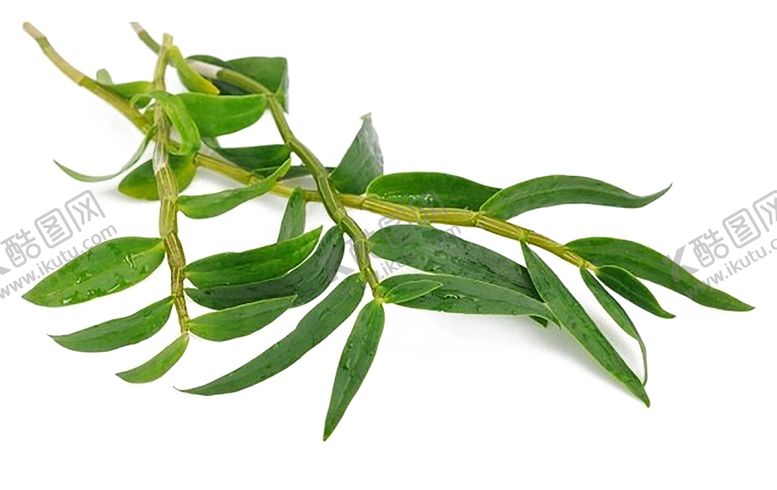 编号：45621807132051303219【酷图网】源文件下载-植物