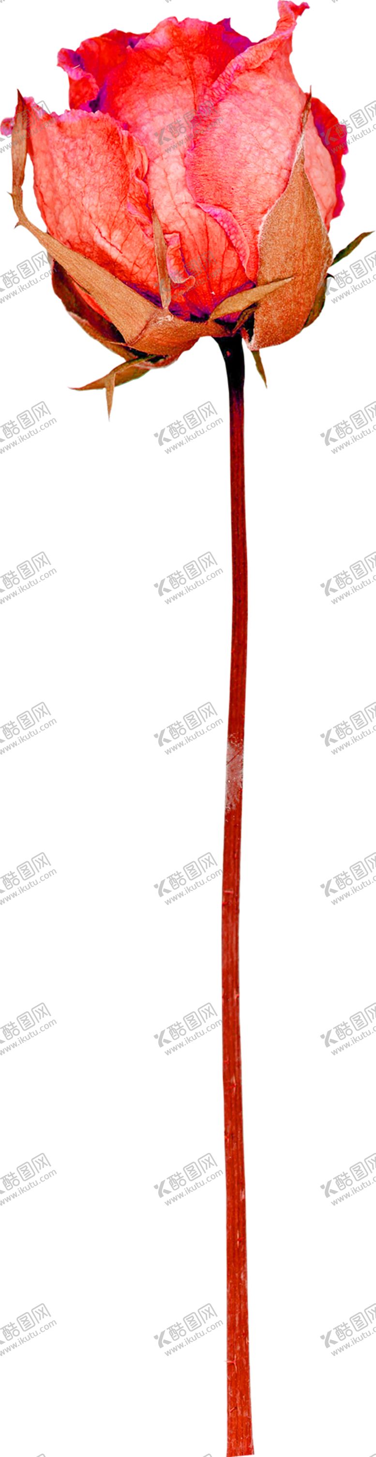 编号：15683409290152565352【酷图网】源文件下载-鲜花素材