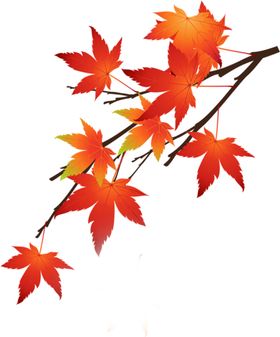 枫叶