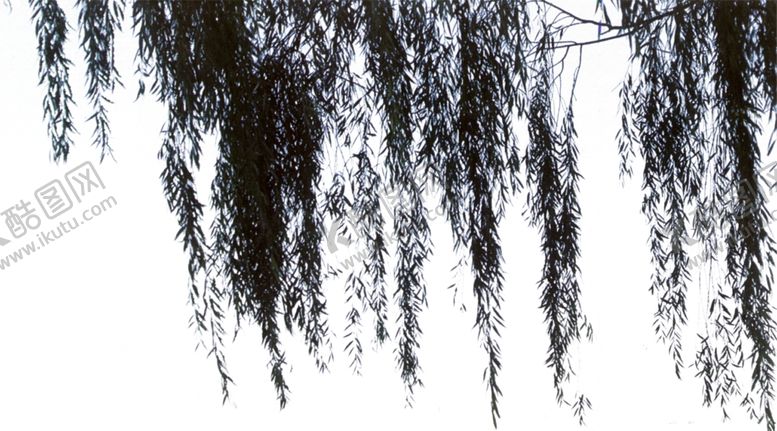 编号：15878609152247552794【酷图网】源文件下载-垂柳PSD