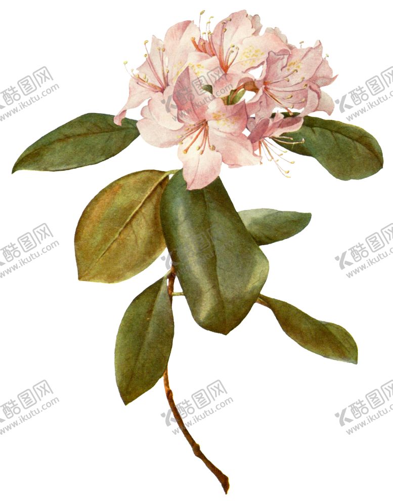 编号：59519510150858159723【酷图网】源文件下载-复古鲜花植物装饰图案