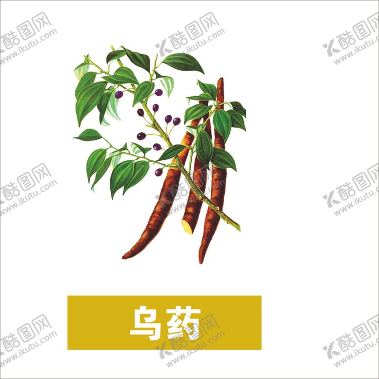 编号：65337712110612179069【酷图网】源文件下载-乌药