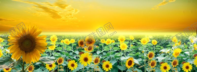 编号：45857710121637148308【酷图网】源文件下载-向日葵