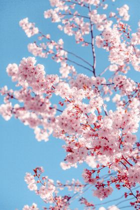 清新樱花背景