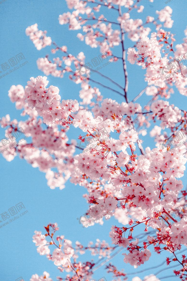 编号：80886910171940596535【酷图网】源文件下载-蓝天樱花清新背景