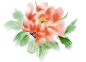 牡丹花