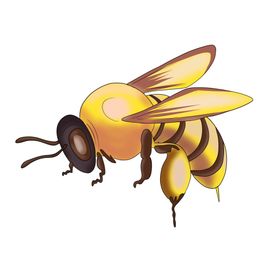 蜜蜂昆虫插画图片