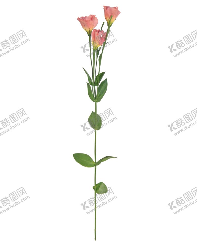编号：96684010121932225866【酷图网】源文件下载-单只花退底鲜花花枝花朵