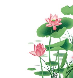 荷花