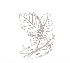 本草纲目药材