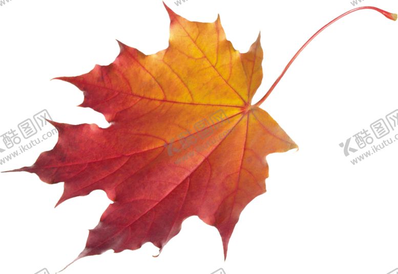 编号：65383510101253499540【酷图网】源文件下载-枫叶