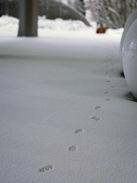 雪地里的脚印