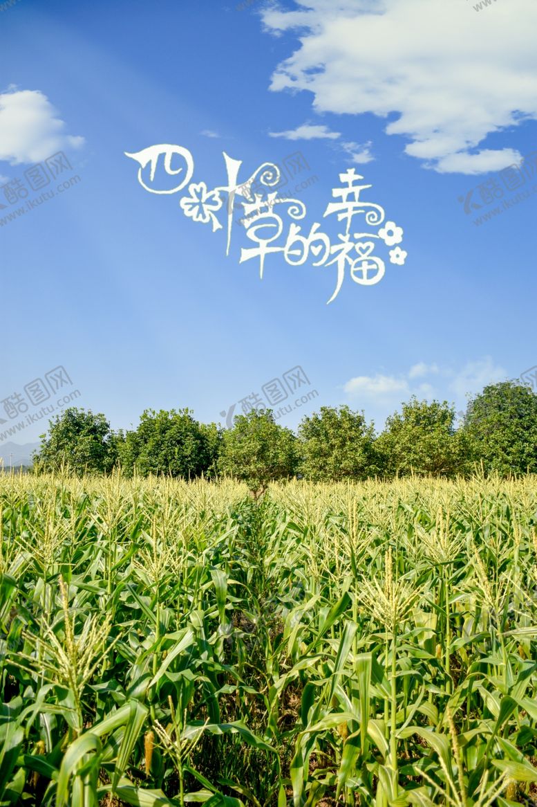 编号：27216809250407154318【酷图网】源文件下载-玉米地