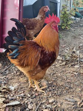 大公鸡