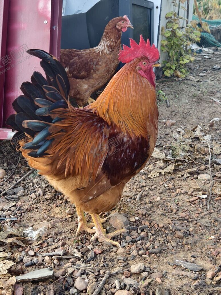 编号：55500611172243281481【酷图网】源文件下载-大公鸡