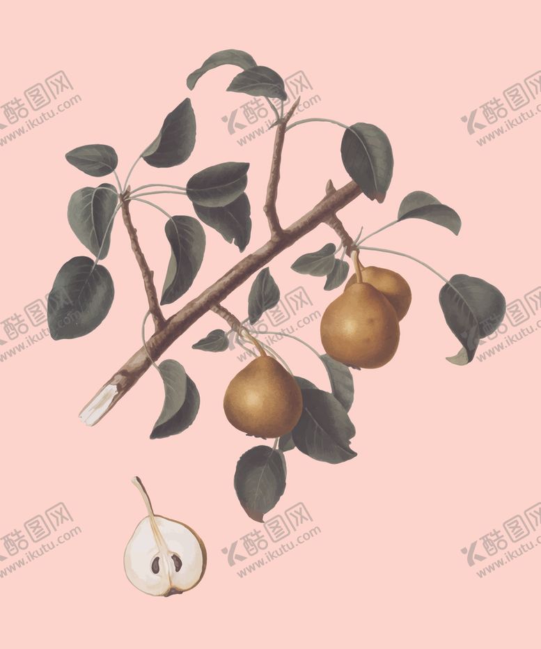 编号：83043109190512001714【酷图网】源文件下载-水果