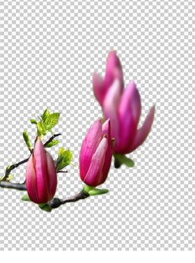 玉兰花