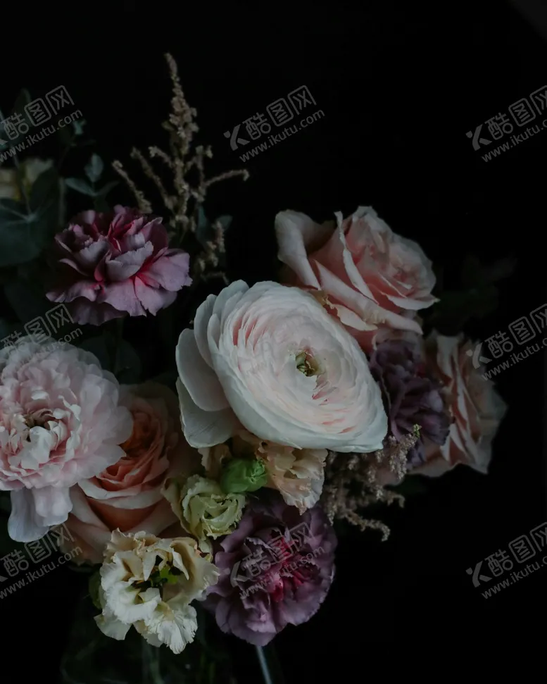 玫瑰花卉情人节自然景观绽放