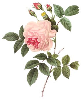 植物花卉油画装饰画