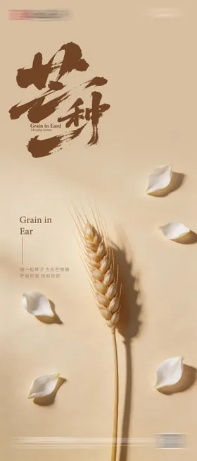 麦子 芒种