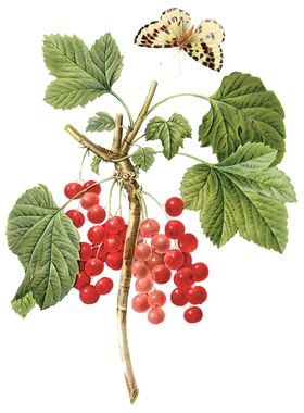 植物花卉油画装饰画