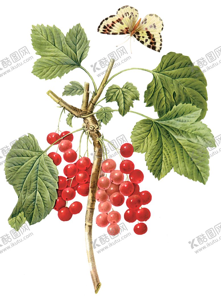 编号：14607510032113037470【酷图网】源文件下载-植物花卉油画装饰画