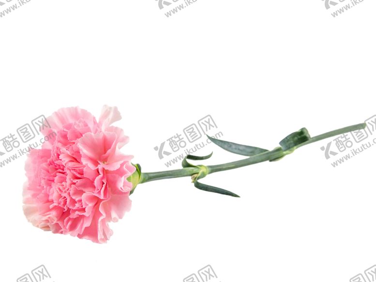 编号：85715802110837249297【酷图网】源文件下载-女神节康乃馨花枝