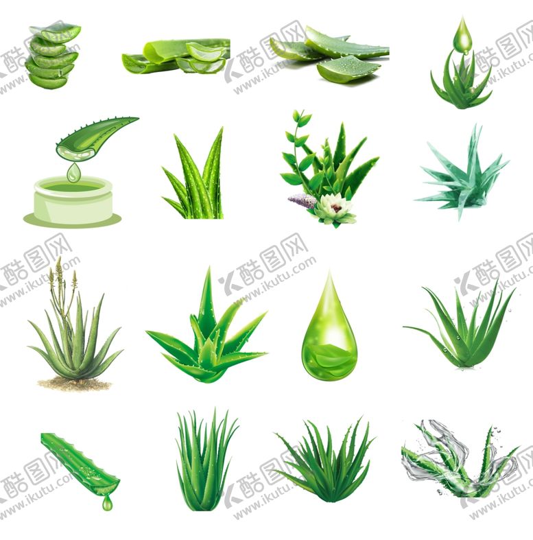 编号：67024409290729355982【酷图网】源文件下载-芦荟