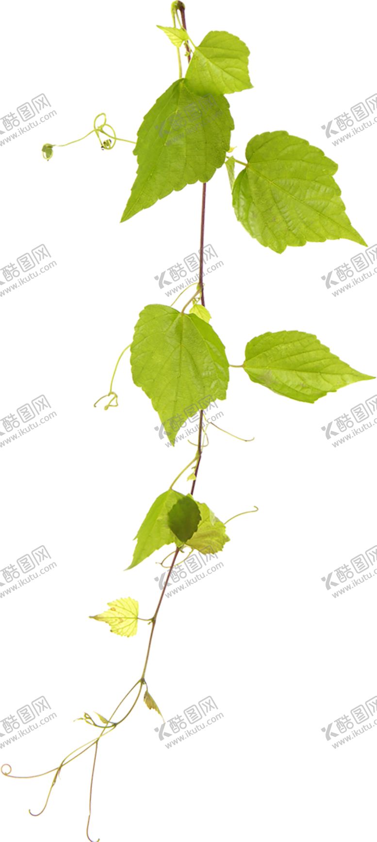 编号：55072110220418431438【酷图网】源文件下载-植物