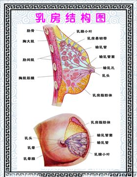 乳房自检