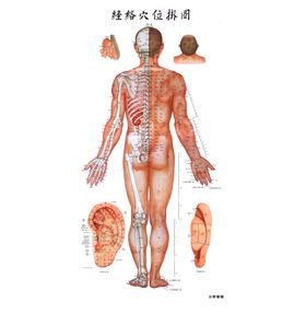 中医经络穴位挂图 背面