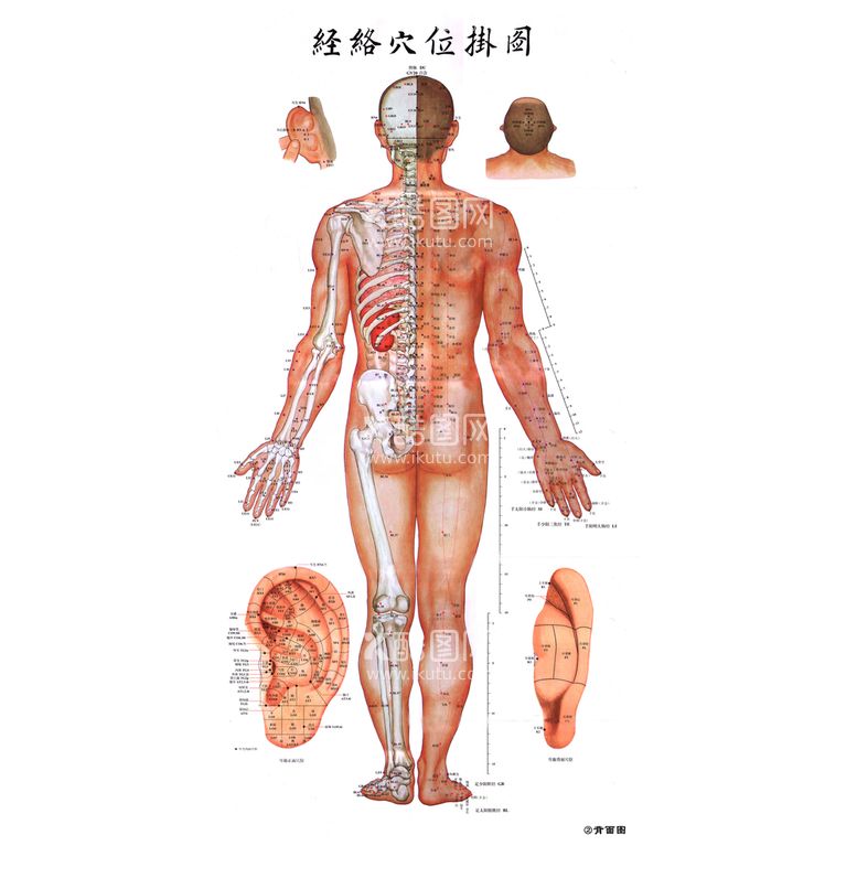 编号：68475109280018431509【酷图网】源文件下载-中医经络穴位挂图 背面