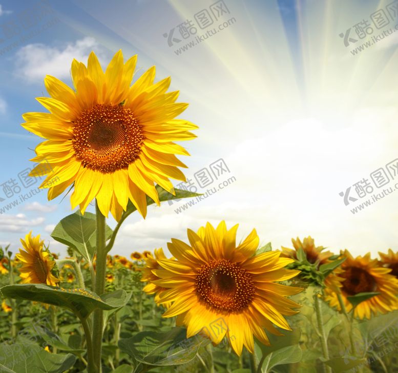 编号：61544411010418202445【酷图网】源文件下载-向日葵