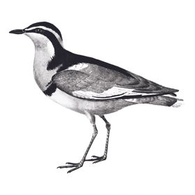 鸟类插画