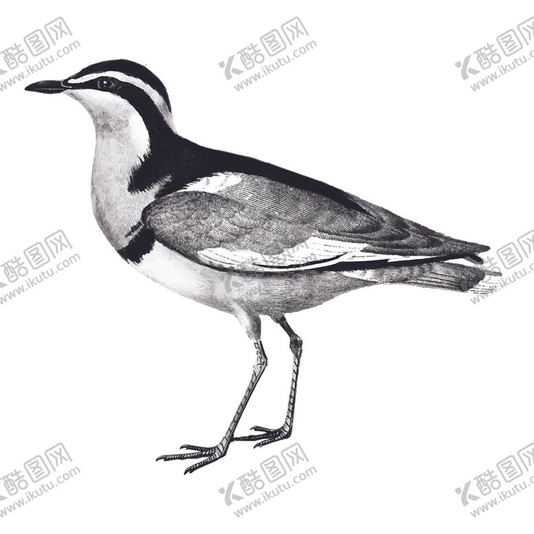 编号：69590006290607167784【酷图网】源文件下载-鸟类插画