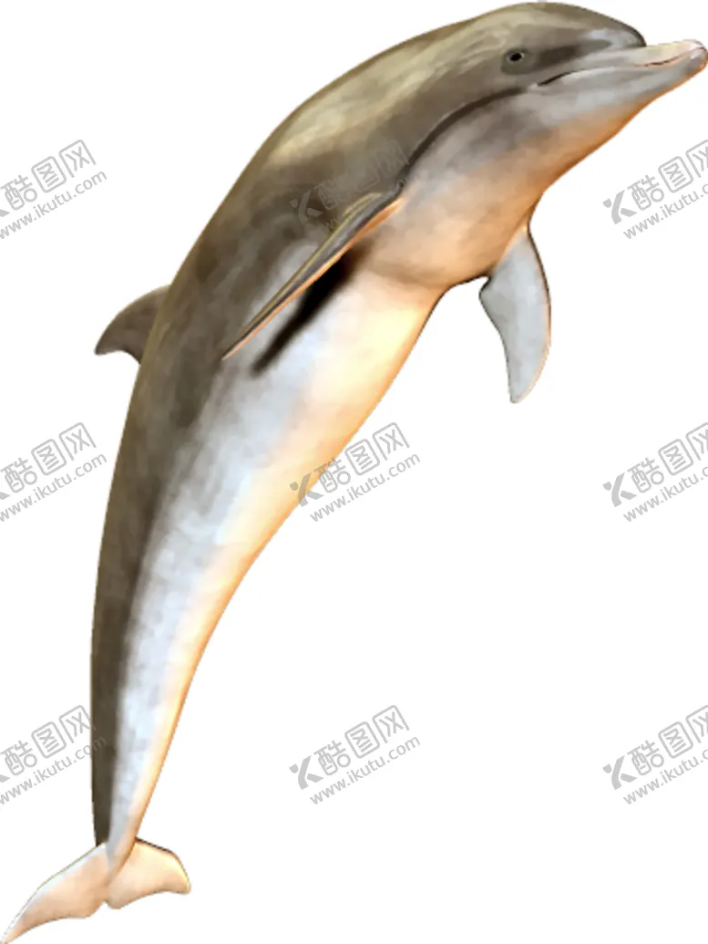 编号：82654309221203344275【酷图网】源文件下载-海豚