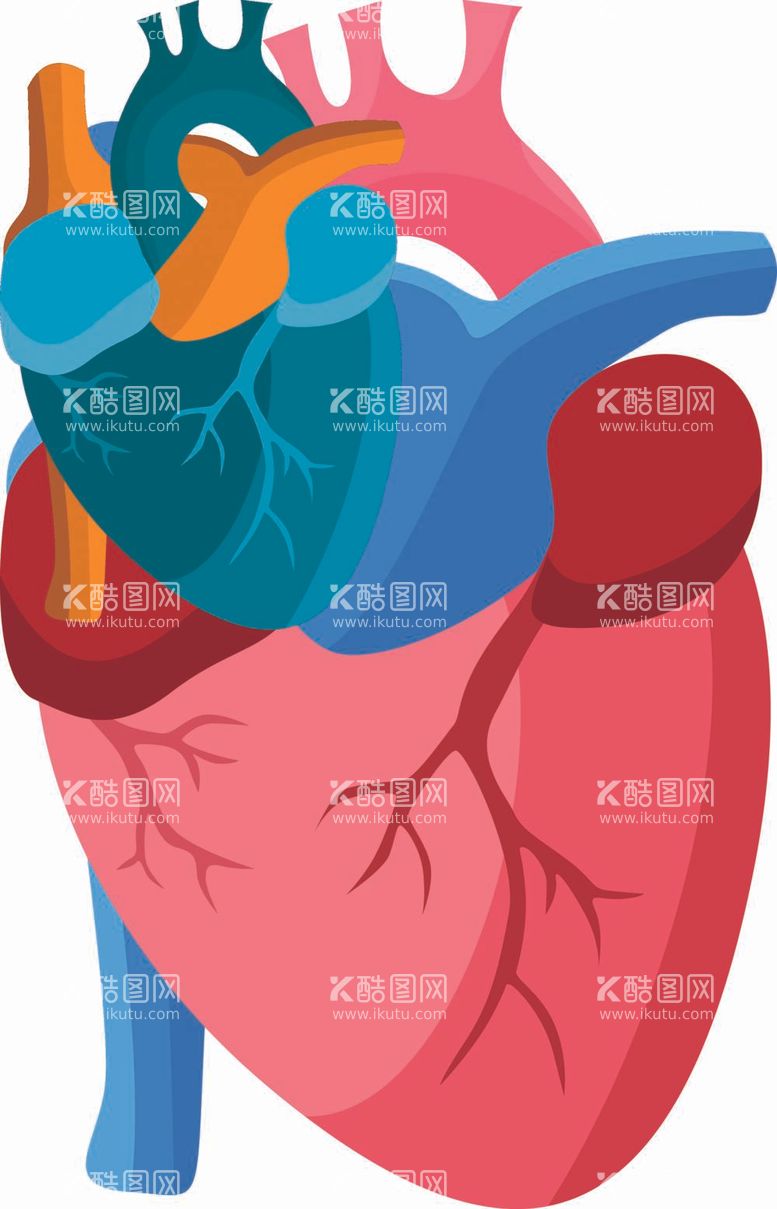 编号：21536711271016118033【酷图网】源文件下载-解剖学矢量素材