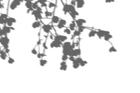 树影