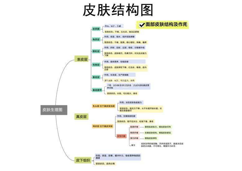 编号：18199311252337345621【酷图网】源文件下载-皮肤结构图