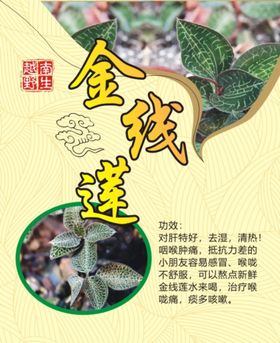 虎年吉祥物小老虎国风金线大红灯