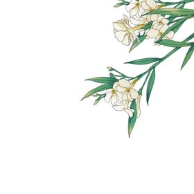 手绘植物花卉