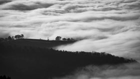 森林云雾树木山坡风景
