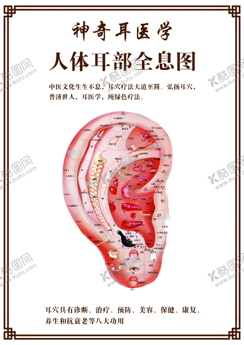 编号：32993002151551483263【酷图网】源文件下载-耳部全息图