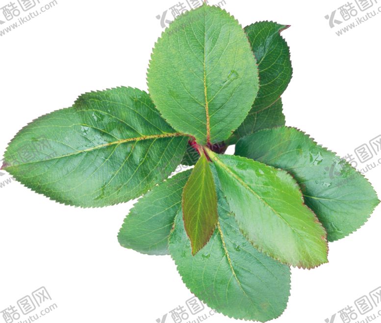 编号：76995910100445292298【酷图网】源文件下载-树叶