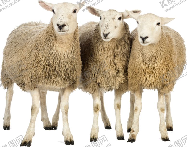 编号：99384209220411023145【酷图网】源文件下载-绵羊