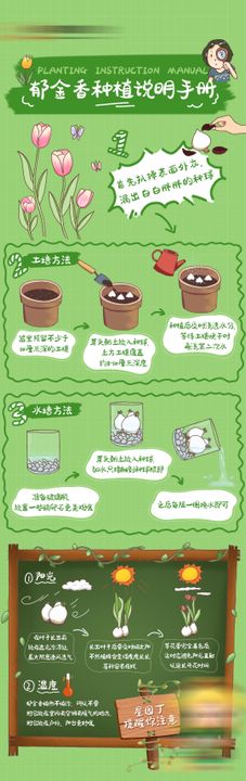 郁金香种植手册